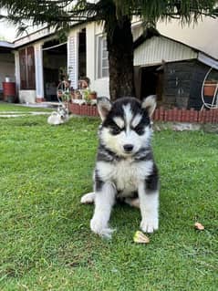 Huskies pups For Sale.