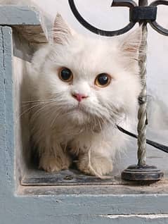 persian cat for sale