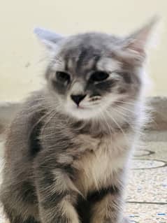 3 months old Persian kitten 0