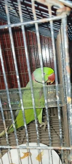 talking raw parrot Alexander full bolta hai 0