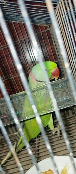 talking raw parrot Alexander full bolta hai 1