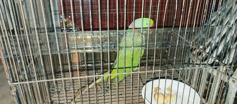 talking raw parrot Alexander full bolta hai 2