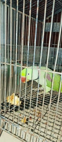 talking raw parrot Alexander full bolta hai 3