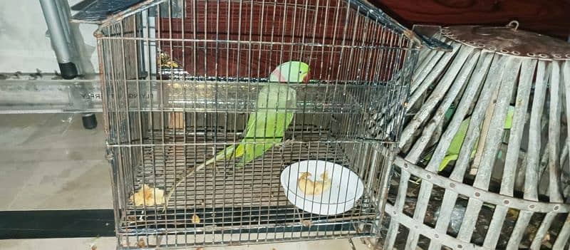 talking raw parrot Alexander full bolta hai 4