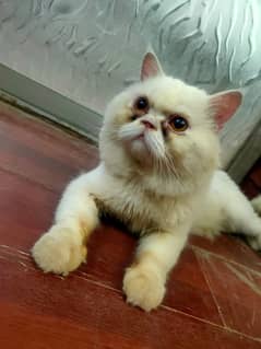 Persian Cat for sale 0