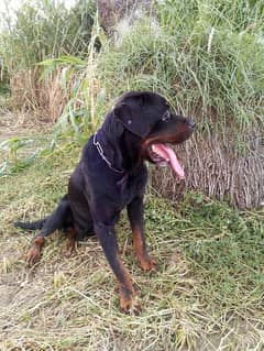 rottweiler