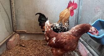 Active & Healthy Lohmann Brown Egg-Laying Pair | Organic Diet Raised