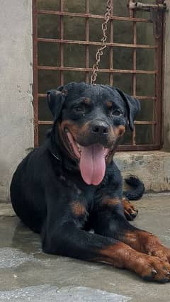 rottweiler