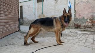 gsd stock hair male