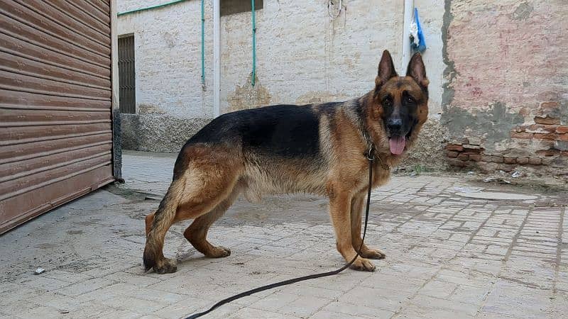 gsd stock hair male 0