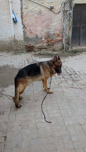 gsd stock hair male 1