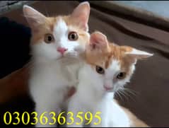 Beautiful Cats Pair for sale