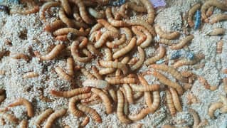 Free Mealworms 0307.6. 8.3. 7.6. 8.5