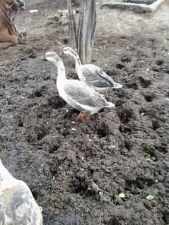 long neck Duck pair