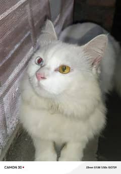 Persian Cat For sale