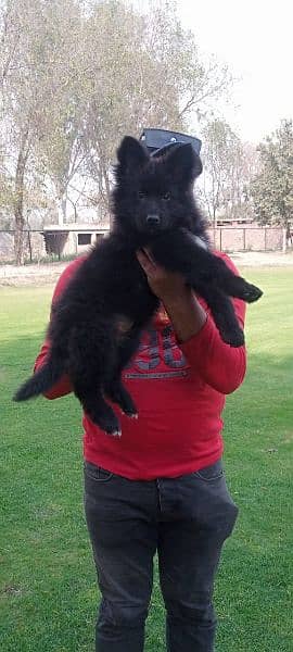 Pedigree Black German shepherd puppies available for sale 2