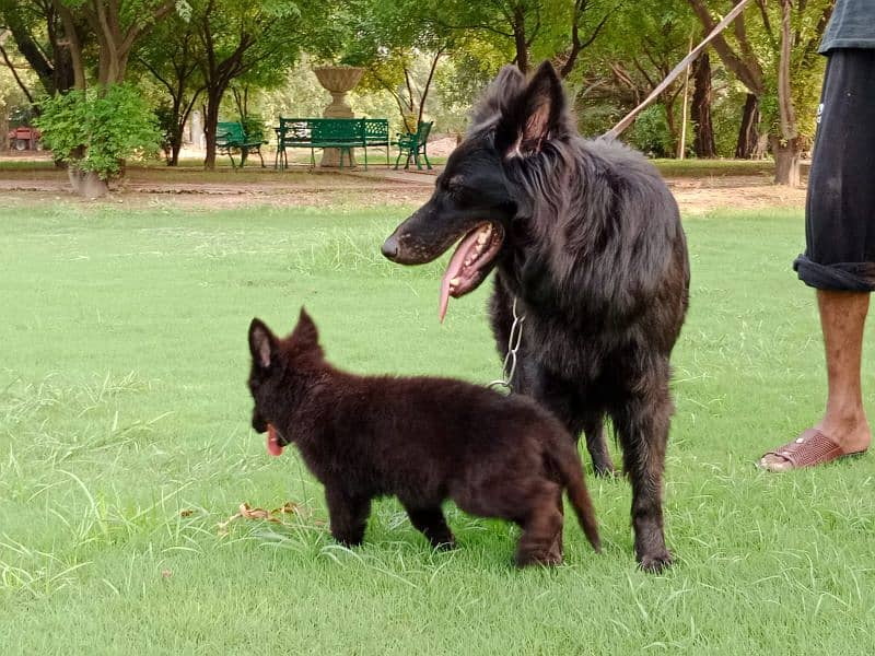 Pedigree Black German shepherd puppies available for sale 3