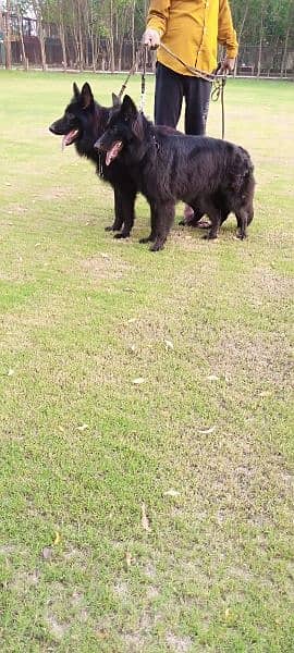 Pedigree Black German shepherd puppies available for sale 4