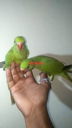 green ring neck #chicks for sale #green parrot #breeder female #mitho