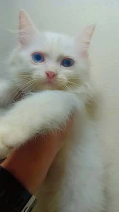 Persian Kitten for Sale