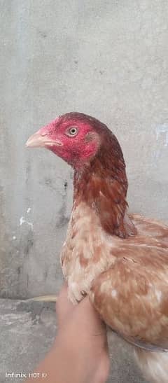 pure Aseel hen for sale