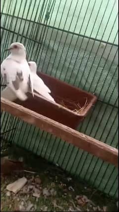 pied dove pair