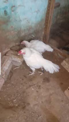 White aseel heera breeder pair