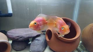 Parrot fish pair