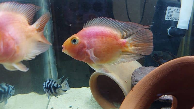 Parrot fish pair 2