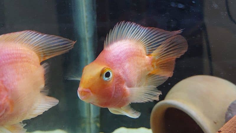 Parrot fish pair 4