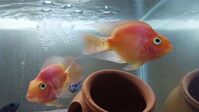 Parrot fish pair 5