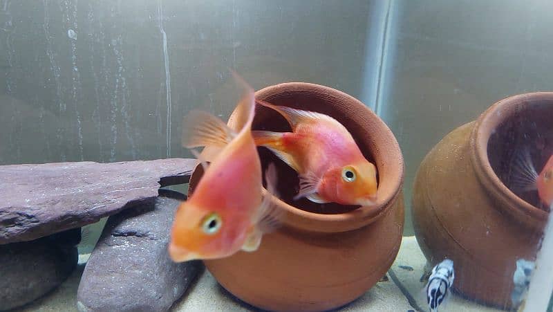 Parrot fish pair 9