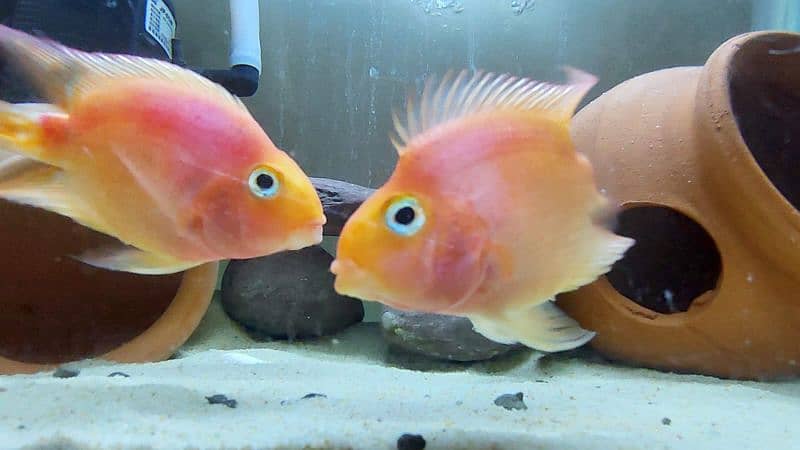 Parrot fish pair 12