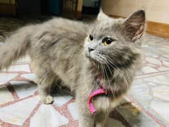 Grey Persian Female 0