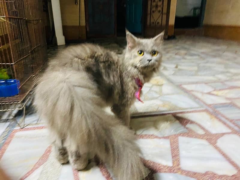 Grey Persian Female 1