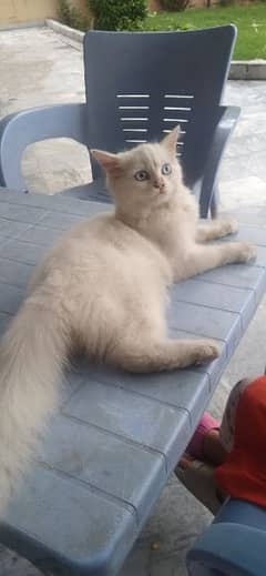 Persian cat 5 month