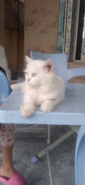 Persian cat 5 month 1