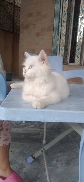 Persian cat 5 month 2