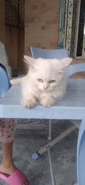 Persian cat 5 month 3