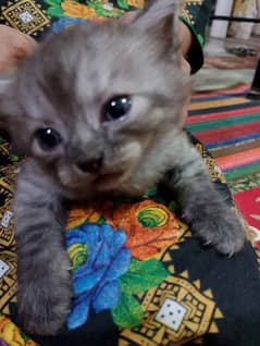 Persian male kitten