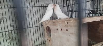 Lovebird albino and voilet