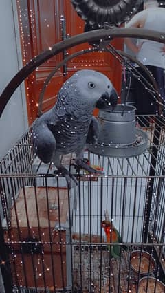 African grey parrot male thora thora bolta he bahot hi acha parrot he