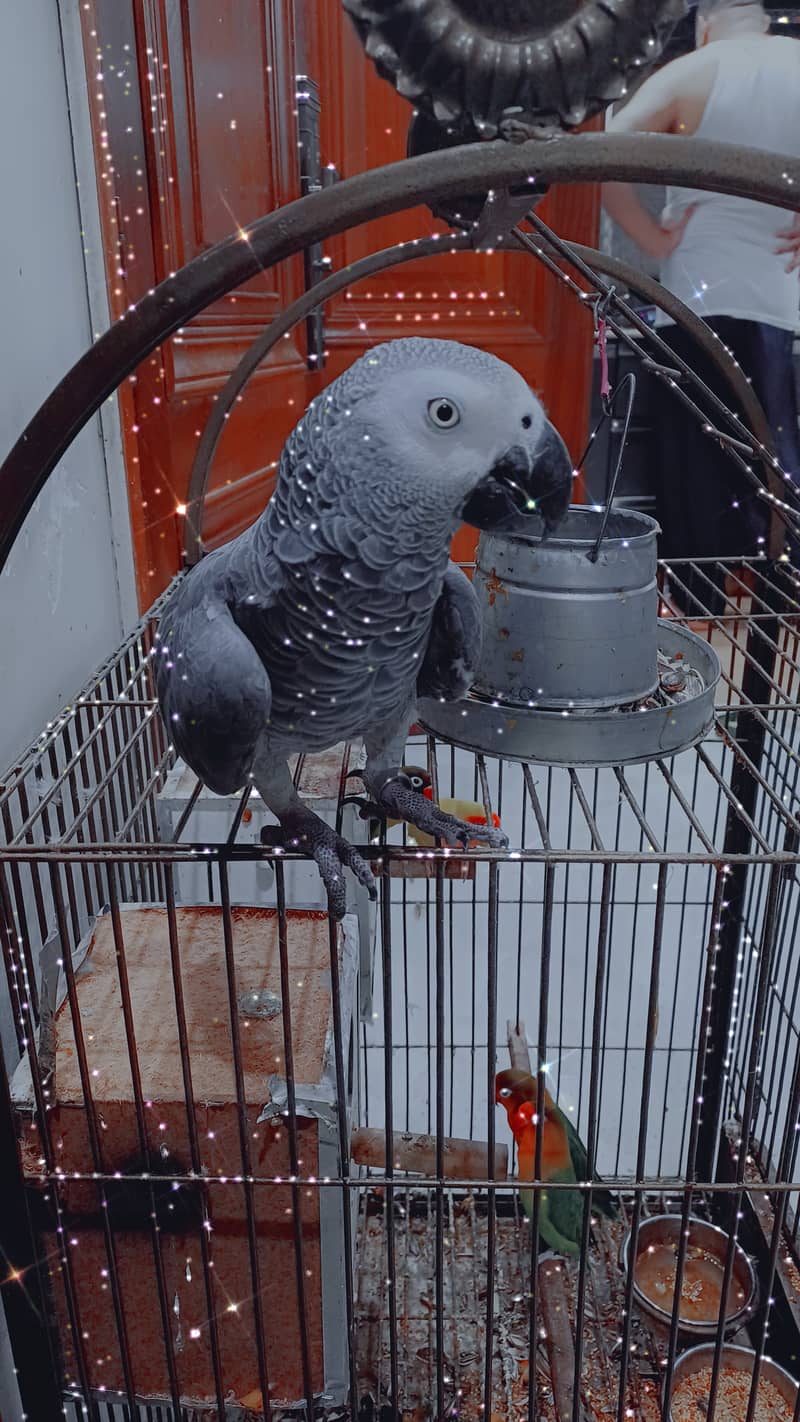 African grey parrot male thora thora bolta he bahot hi acha parrot he 0