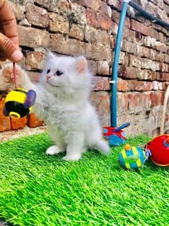 Persian Quality Female Kitten/Cats Tripple coated