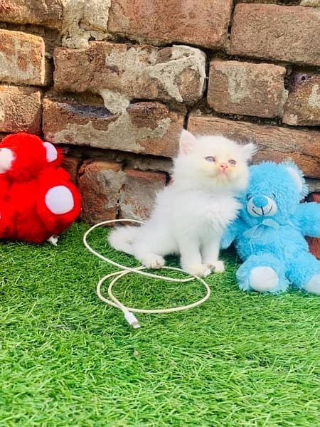 Persian Quality Female Kitten/Cats Tripple coated 2