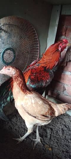 aseel pair for sale price  10000 final