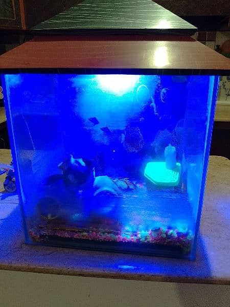 Aquarium 14inch x 14inch x 10 inch 5