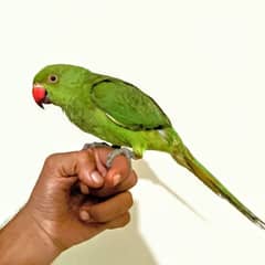 Ringneck Parrot 0