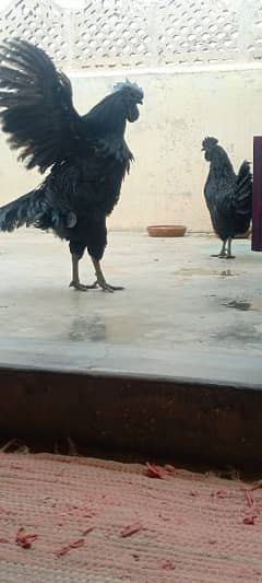 Ayam cemani black Tung full original pair