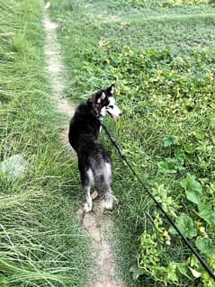 Husky Female